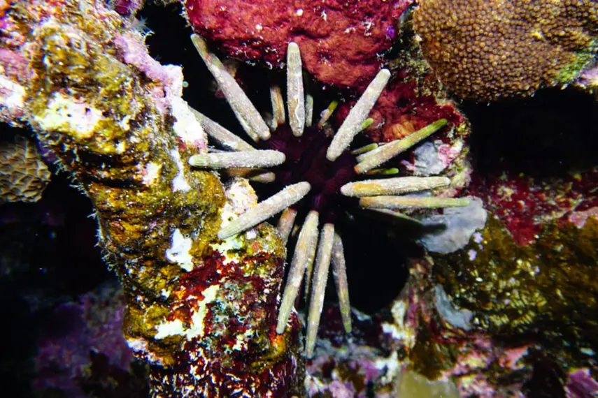 Corals Experience - Beautiful coral reef formations